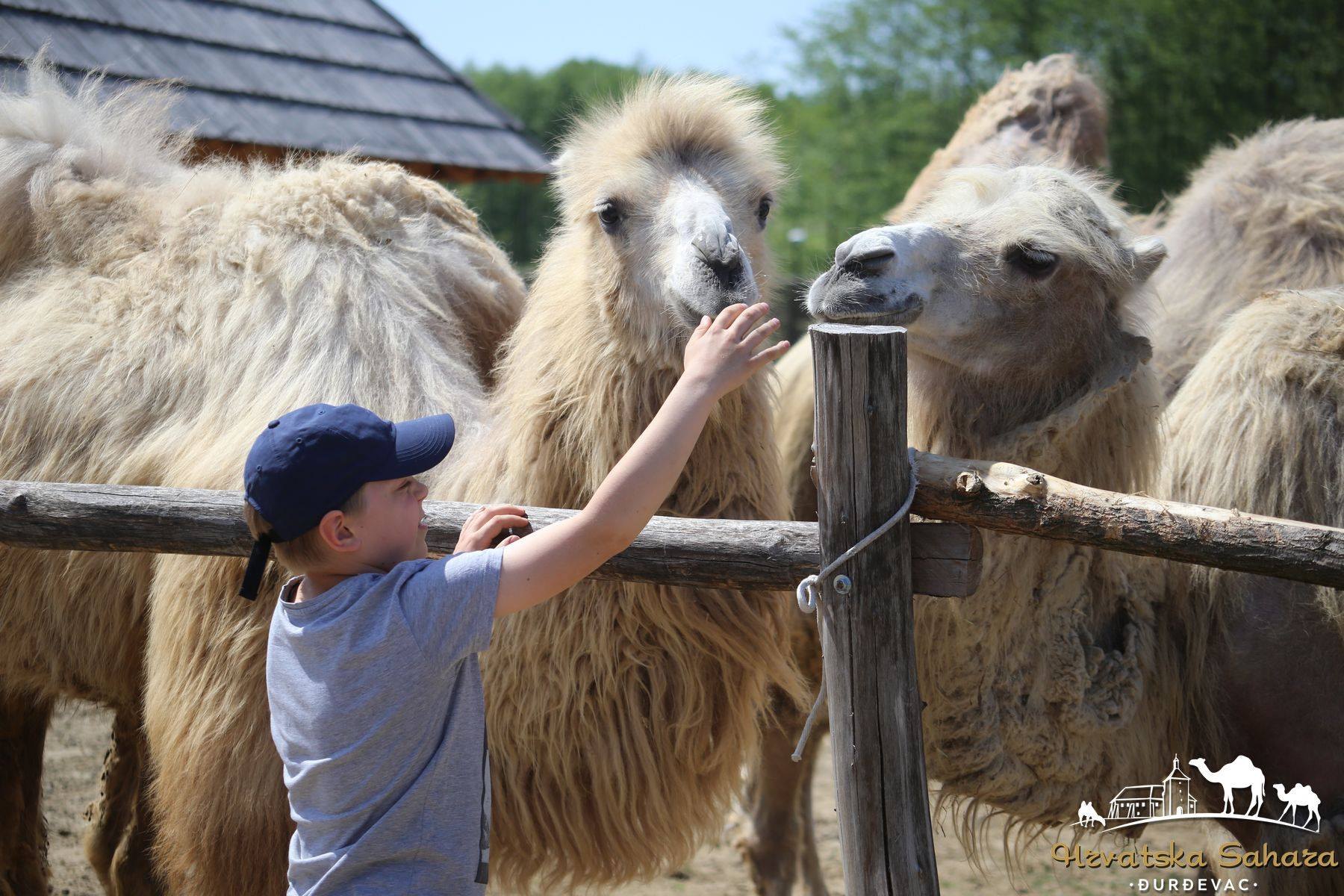 Dijete pruža ruku devama u ZOO-u Hrvatska Sahara