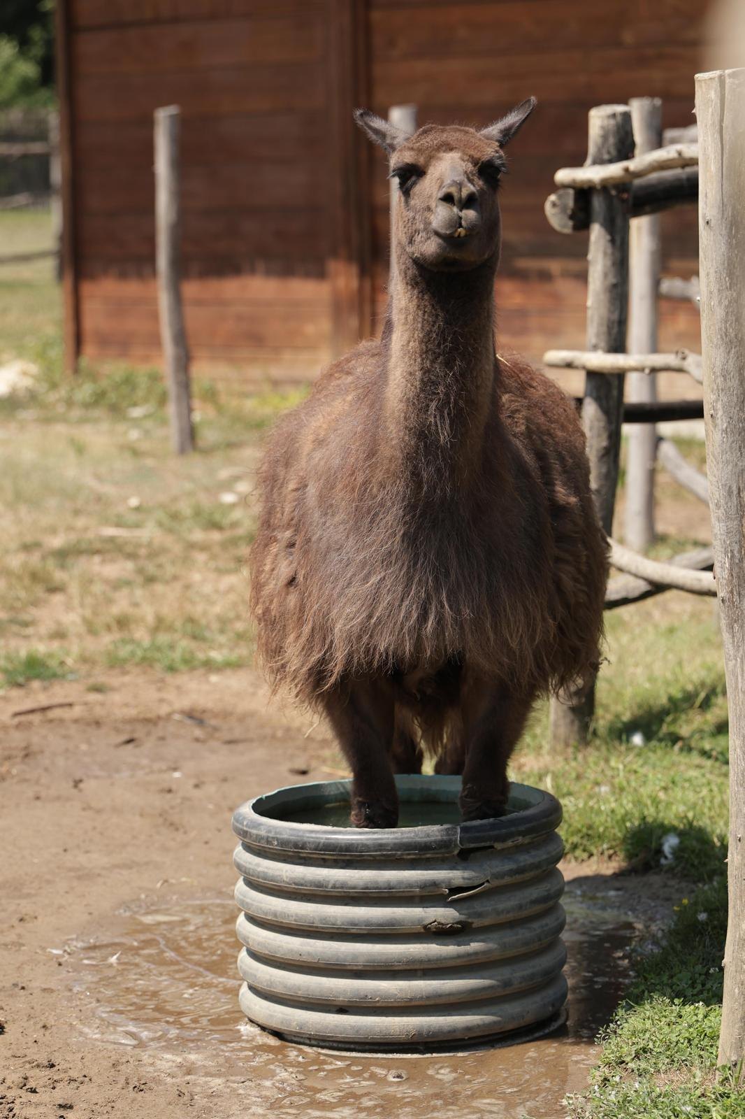 Znatiželjna lama u ZOO-u Hrvatska Sahara
